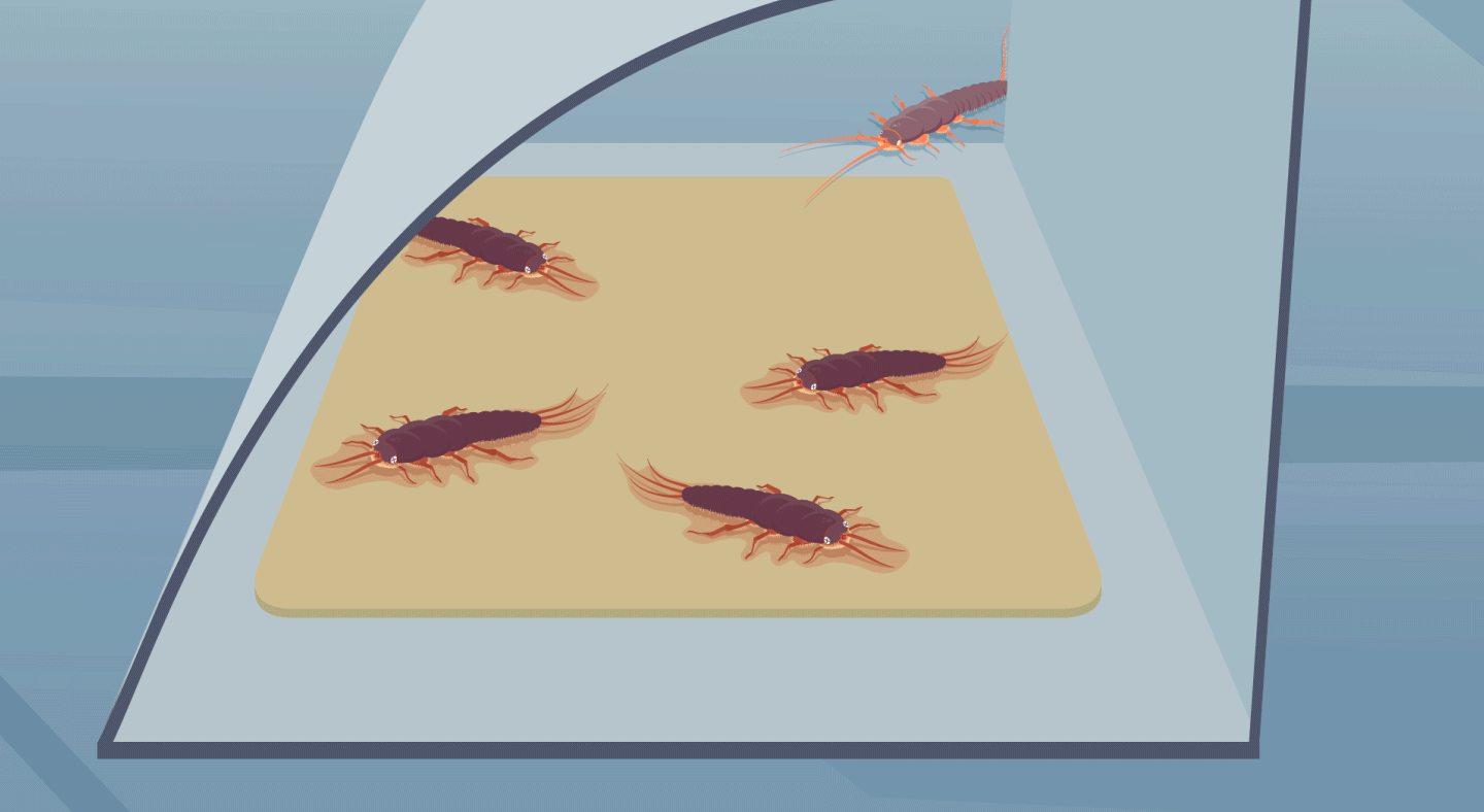 Cockroaches - 2D Animated Video