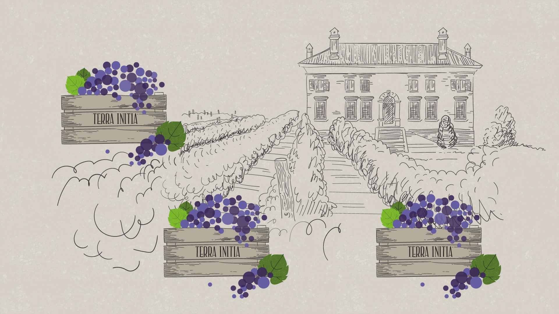 Grape crates in Marketing Video