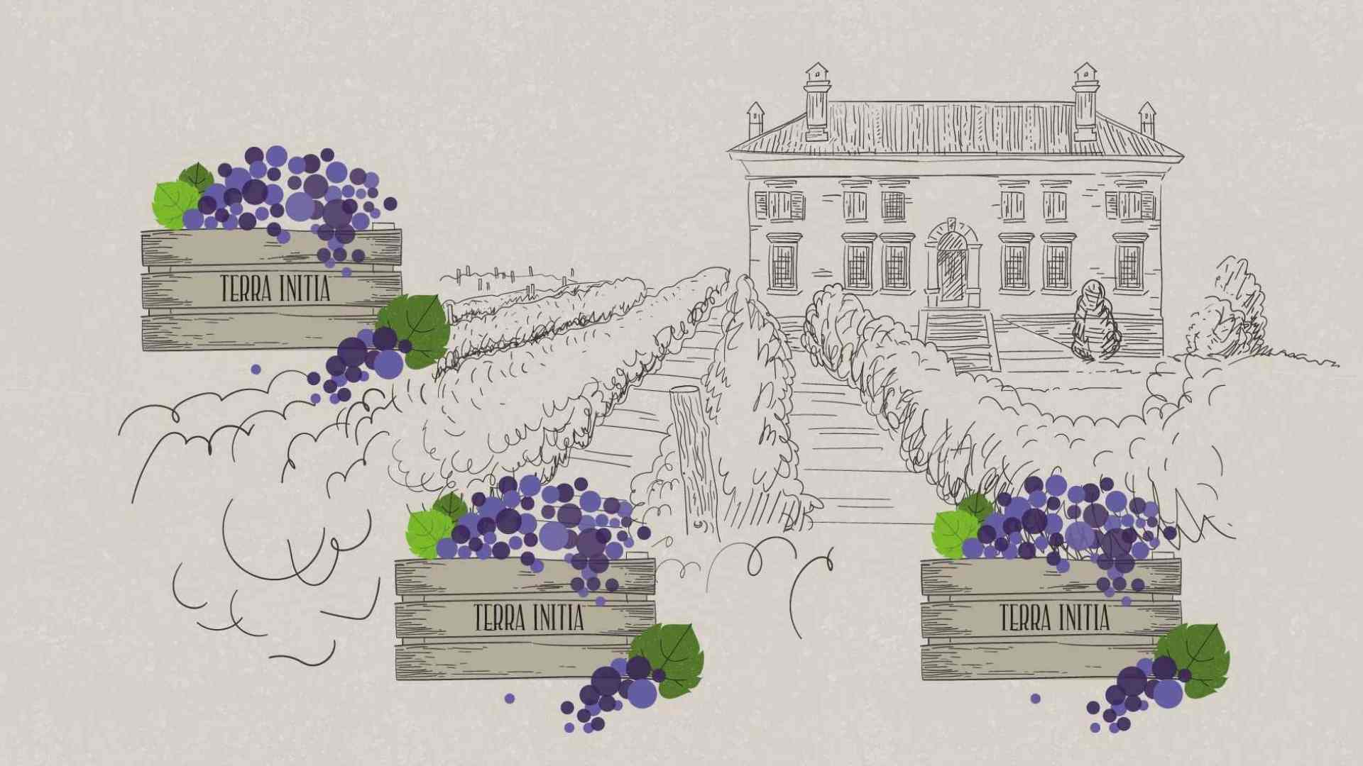 Grapes in boxes in Animated Promo Video