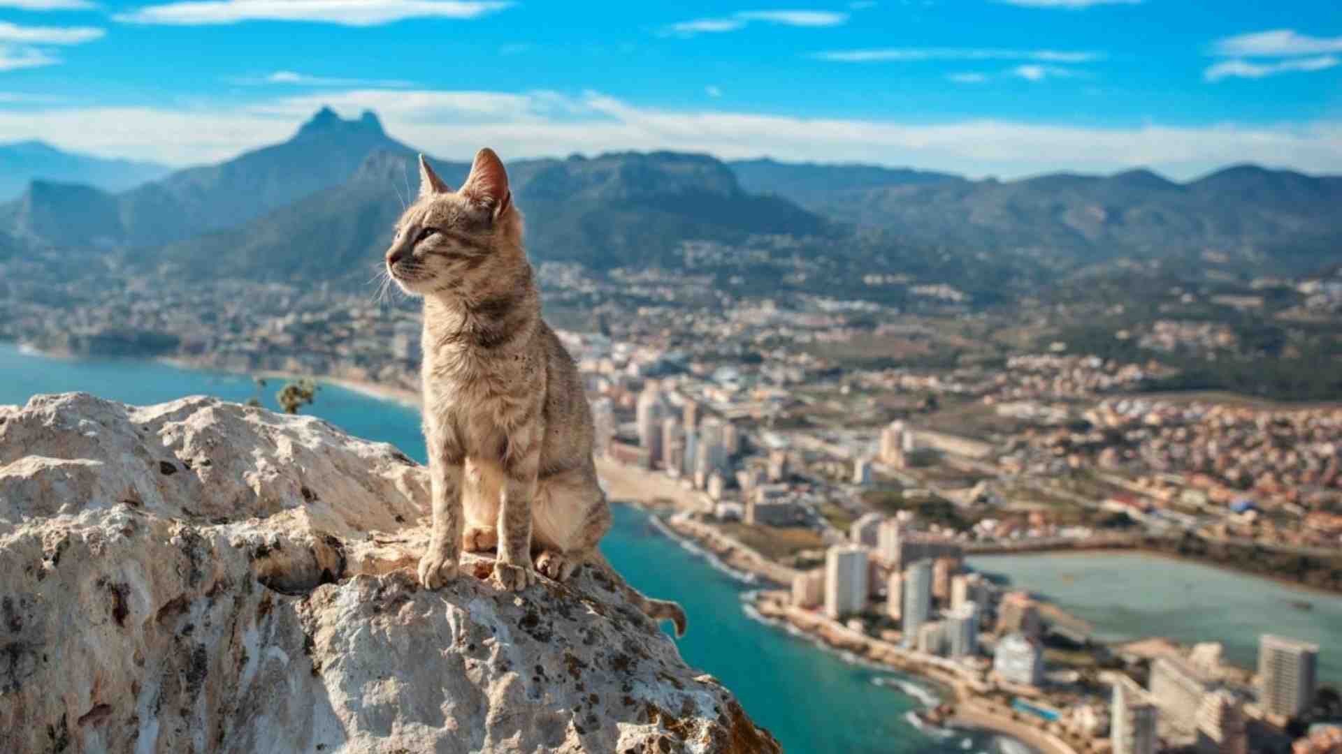 Cat in an article about ways to attract customers